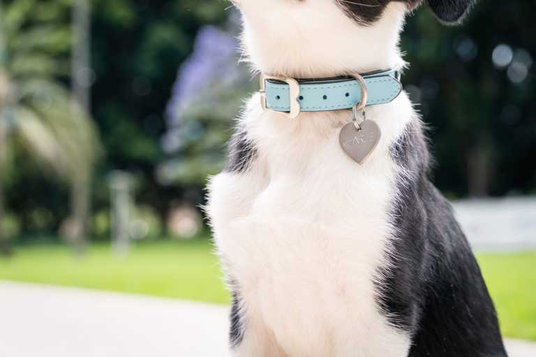 Chien arborant sa médaille Red Dingo Titanium 0T-HT-LG