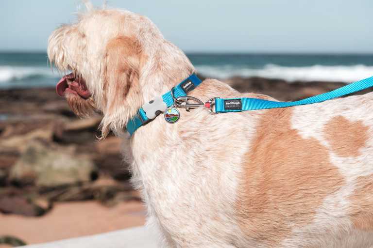 Médaille Red Dingo motif montagne, portée par un Spinone italien fauve et blanc, avec collier et laisse Red Dingo bleu lagon.